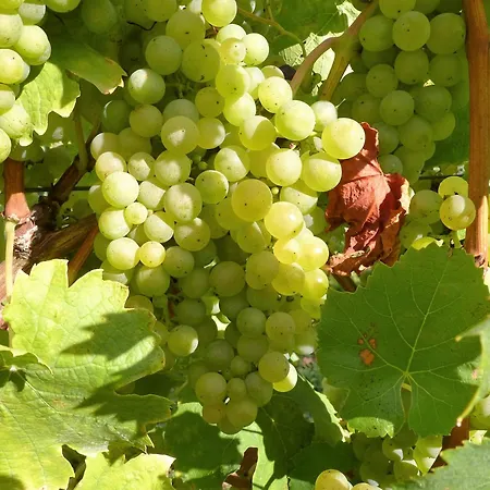 Vendégház Weingut Gastehaus Rummel